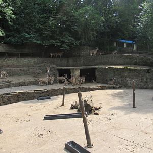 Barbary Sheep Exhibit