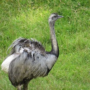 Greater Rhea