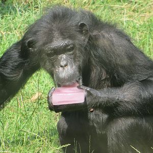 Chimpanzee