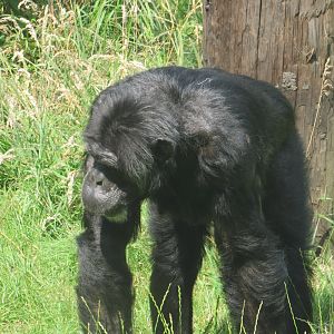 Chimpanzee
