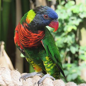 Green-Naped Lorikeet