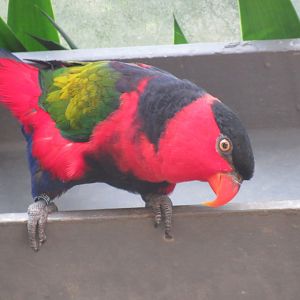 Black-Capped Lorikeet