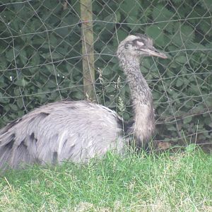 Greater Rhea