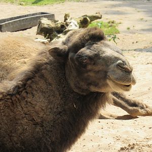 Bactrian Camel