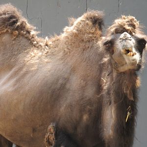 Bactrian Camel