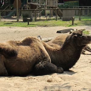 Bactrian Camel