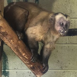 Large headed capuchin (S. macrocephalus) - Secret Valley Wildlife Park