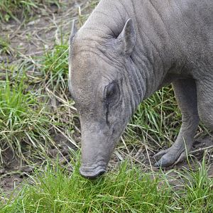 North Sulawesi babirusa [2019]