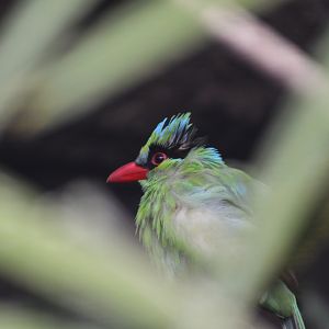 Javan green magpie [2019]