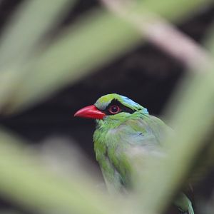 Javan green magpie [2019]