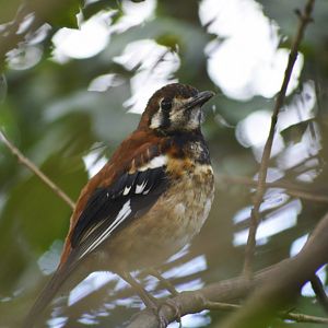 Chestnut-backed thrush [2019]