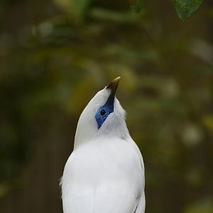 Bali myna [2019]