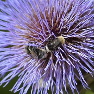 Bumblebees on an artichoke [2019]