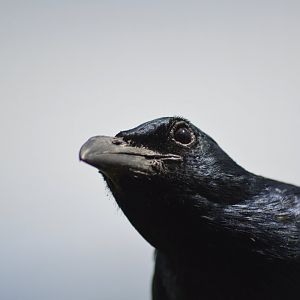 Red-winged starling [2019]