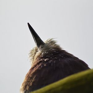 Lilac-breasted roller [2019]