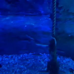 Fish please identify