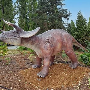 Triceratops
