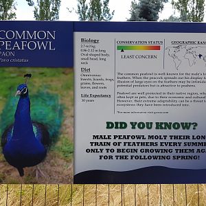 Common Peafowl Sign