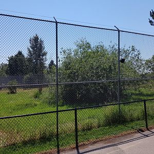 African Lion Exhibit