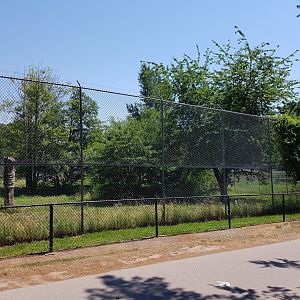 African Lion Exhibit