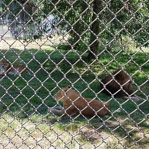 Kali, Mali, Boomer - African Lions