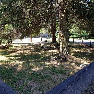 African Spurred Tortoise Exhibit