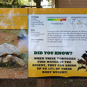 African Spurred Tortoise Sign