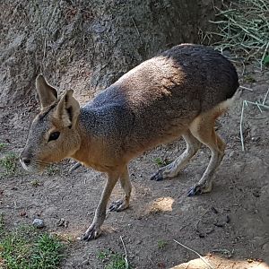 Macaroni - Patagonian Mara