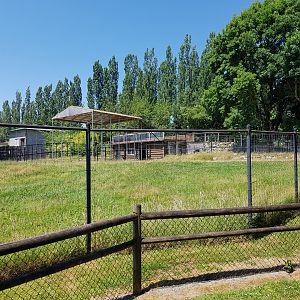 Rothschild's Giraffe & Marabou Stork Exhibit