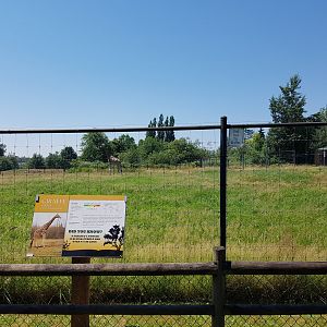 Rothschild's Giraffe & Marabou Stork Exhibit