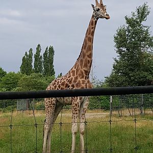 Jenga - Rothschild's Giraffe