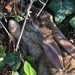 European rabbit