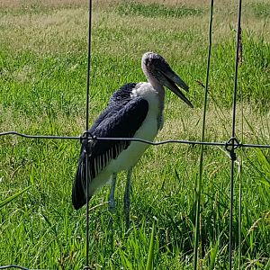 Frasier - Marabou Stork