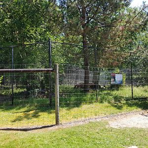 American Badger Exhibit
