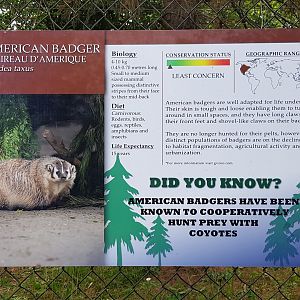American Badger Sign