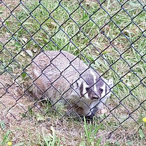 Sandy - American Badger