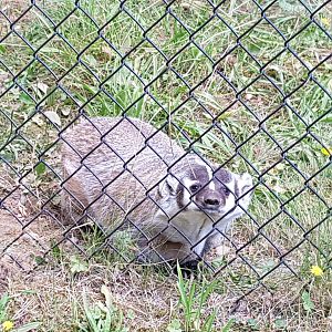 Sandy - American Badger