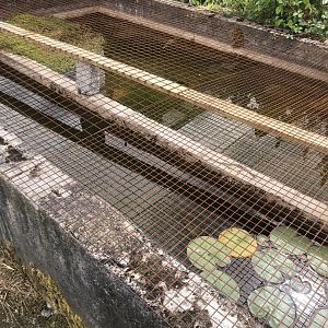Wild encounters mini zoo - Wildlife pond