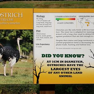 Ostrich Sign