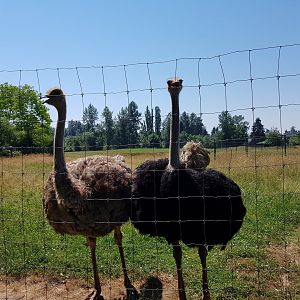 Omari & Reggie - Ostriches