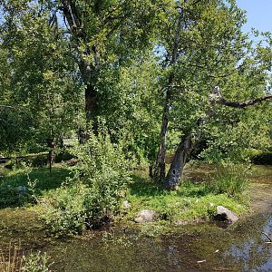 Ring-Tailed Lemur Exhibit