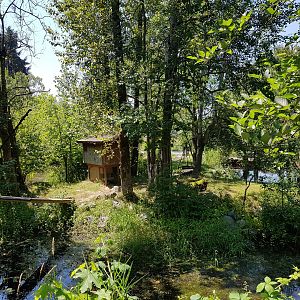 Ring-Tailed Lemur Exhibit