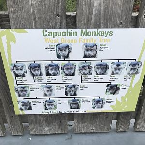 Capuchin family tree