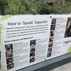 Capuchin signage