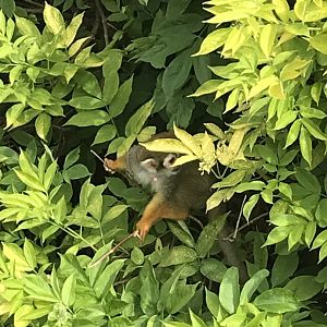 Squirrel monkey in a bush