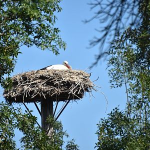 White stork on its nest.