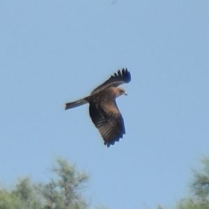 Booted eagle