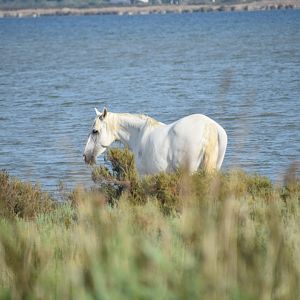 Camargue horse