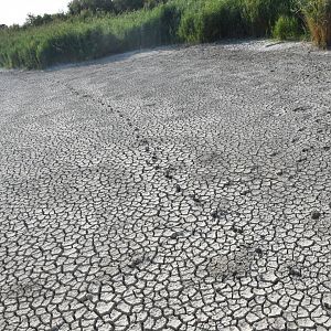 Boar tracks in dried up lake