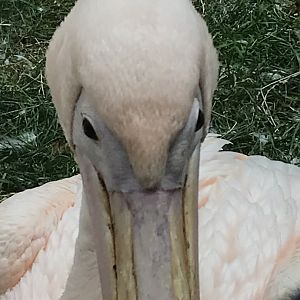 Pelican